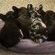 French BullDog Fluffy Carrier Puppies