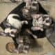 AKC French Bulldog Puppies