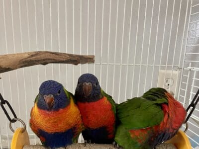 Rainbow Lorikeets
