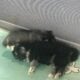 Pomsky puppies for sale