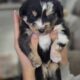 Aussie pups