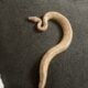 Exotic pythons