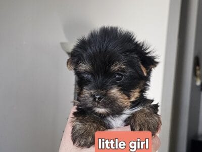 Yorkie AKC