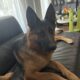 Female German Shepherd 1 year-olds