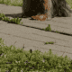 Yorkie