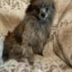 Teacup Pomeranians