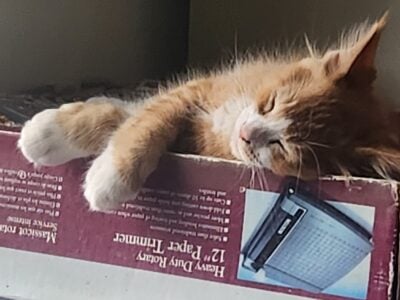 Mainecoon kittens 9 wks old