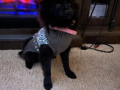 Pomeranian for sale