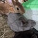 Bunnies ready for Christmas
