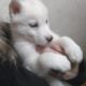 AKC Siberian Husky Puppy males and females