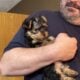 Yorkie