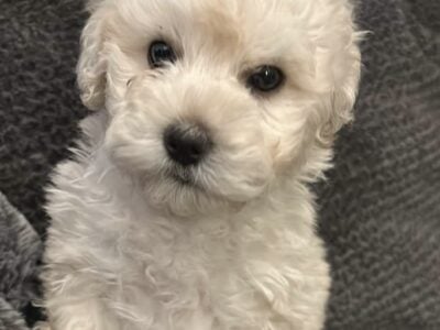 Daisy ready for a new home