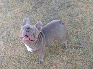 Isabella Male French Bulldog