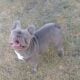 Isabella Male French Bulldog