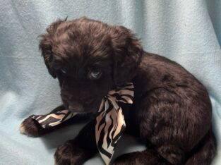 Aussiedoodle puppies