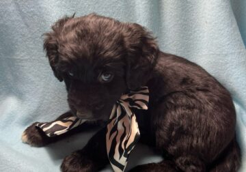 Aussiedoodle puppies