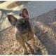 Female French Bulldog