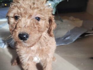Small goldendoodle – Puppy 4