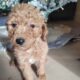 Small goldendoodle – Puppy 4