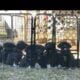 Pyrador Puppies 4 SALE!!