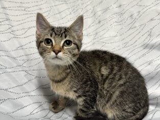 Maine Coon Kittens