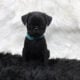 Frug Male Puppy