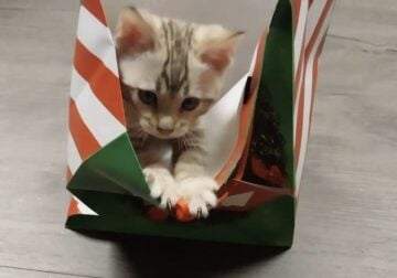 Registered Bengal kittens
