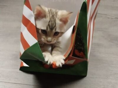Registered Bengal kittens
