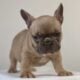 Blue Fawn French Bulldog Female