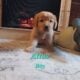Purebred Golden Retriever Pups