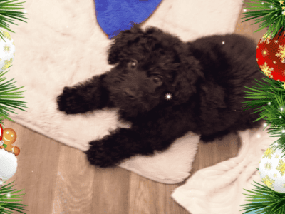 Morkie poo
