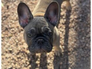 Female French Bulldog