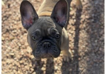 Female French Bulldog