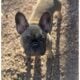 Female French Bulldog