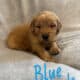 Purebred Golden Retriever Litter