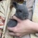 Rare Silver Fox Rabbit Kits
