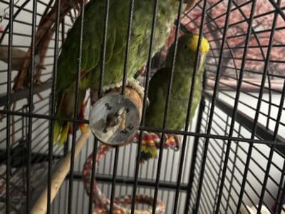 Yellow Head Amazon Parrot Baby