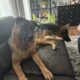 Female German Shepherd 1 year-olds