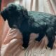 Aussiedoodle puppies