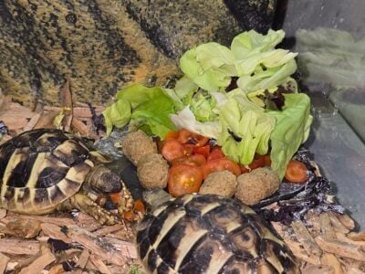 Two Eastern Hermanns Tortoises 6 months old