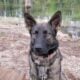 Sara (born 9/23/24) (AKC)