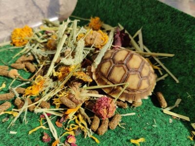 Baby Sulcata Tortoise