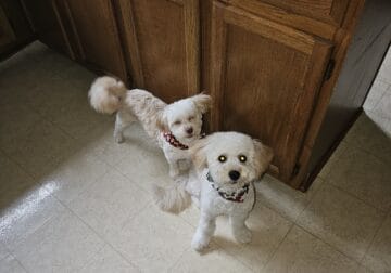 2 male Maltipoos