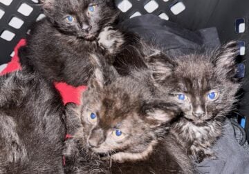 Kittens