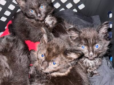 Kittens