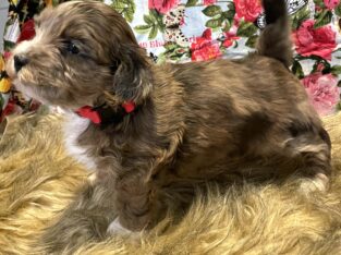 Shipoo Puppies