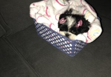 11 week old female ShiChon Available