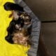 Yorkie