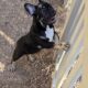 Male French Bulldog