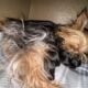 Yorkie